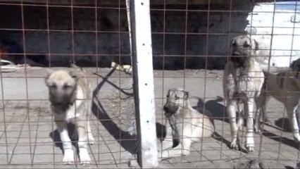 Kangal Köpeği Sevgisi Çiftlik Sahibi Yaptı