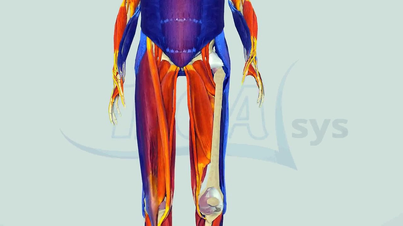 Schmerzen an Po und Oberschenkel - InGAsys - Intelligente Ganganalyse Software