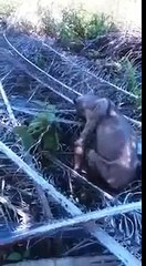 Endonezya'da Görüntülenen Korkunç Yaratık