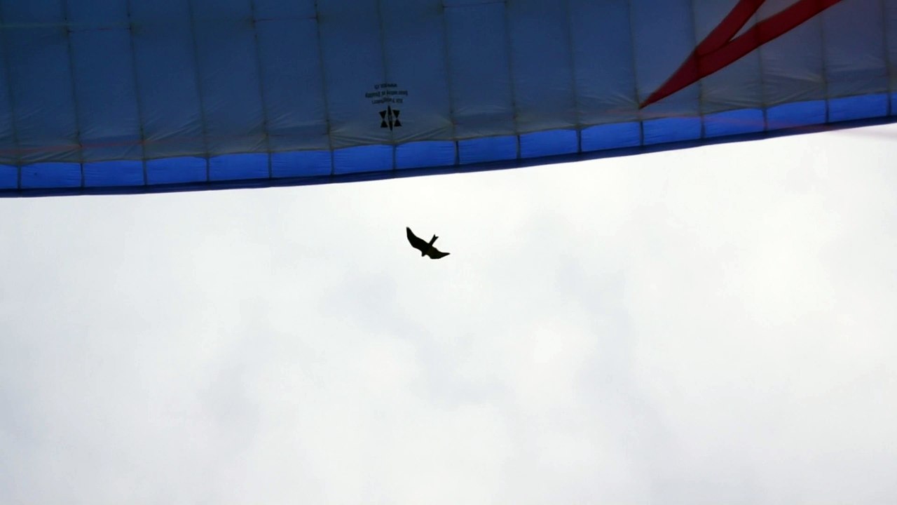 vol avec rapaces et grues 2014