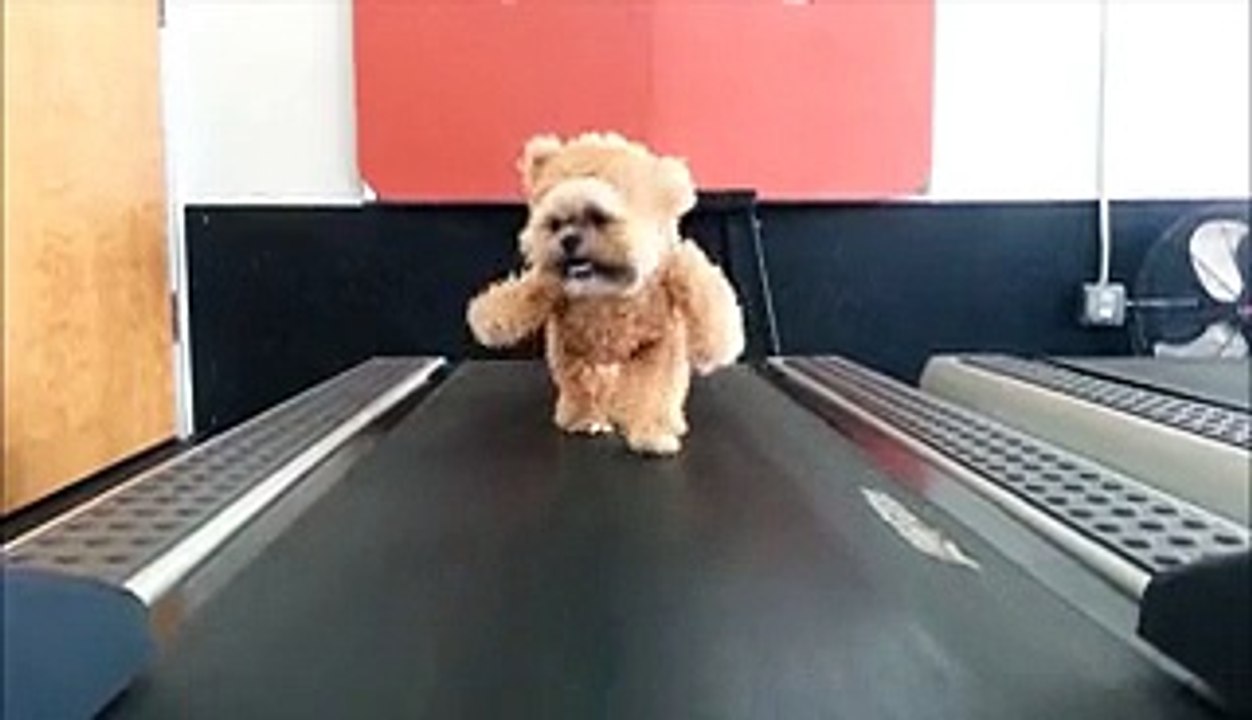 Teddy Bear -