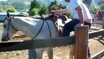 Funny videos clips try not to laugh - Most Funny Horse Videos 2015