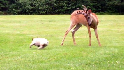 French Bulldog plays with Buck (HD)