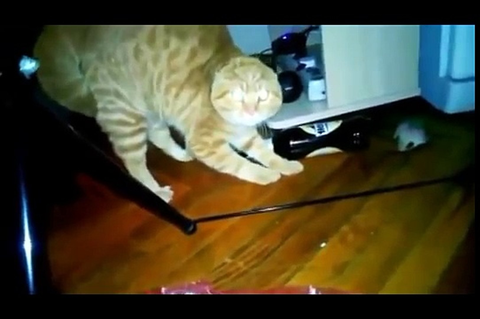 Angry Cat Sounds - video Dailymotion