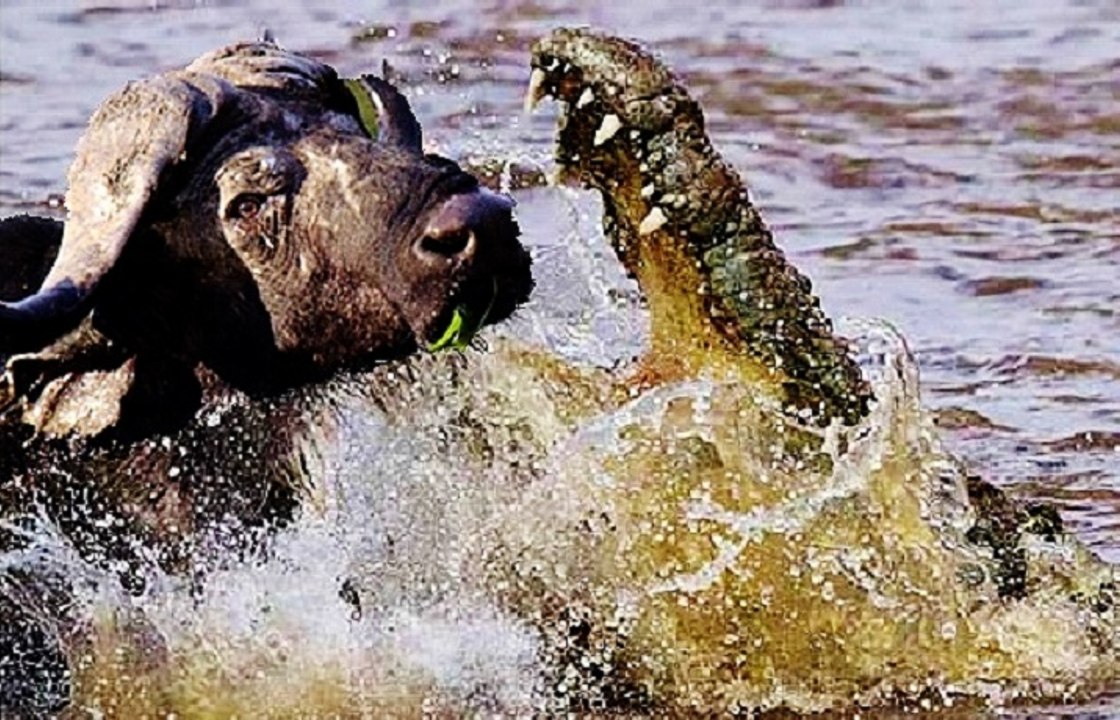 Crocodile Kills a Buffalo