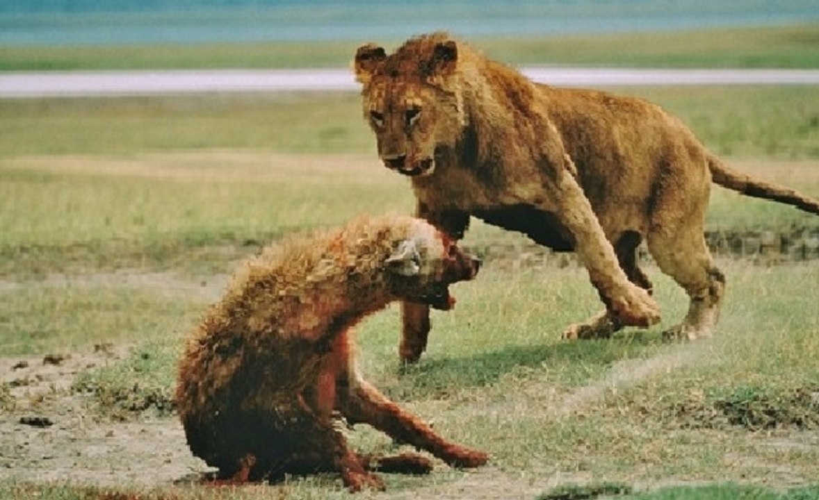 Lions Attack Hyenas - 2015