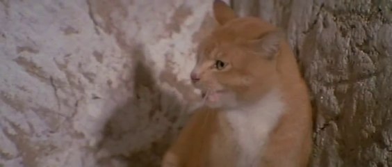 Кот против Кобры ! Cat Fight With Cobra !