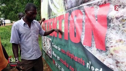 Ivoire : "La défense intercontinentale des éléphants"