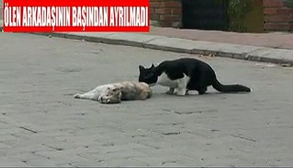 kedi hazır 3 HAZIR