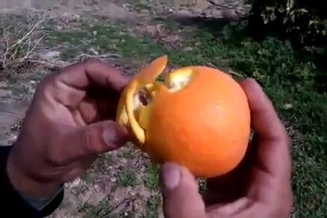 Peel an orange in the sexiest way ever!