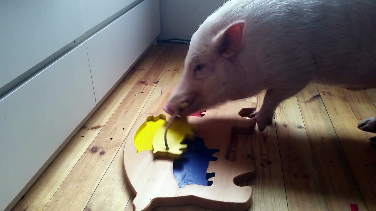 Un cochon très intelligent joue avec puzzle!