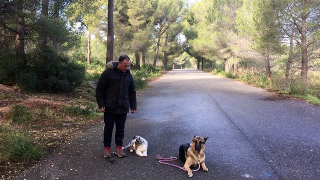 dressage canin la ciotat 13 travail de socialisation sur deux chiens