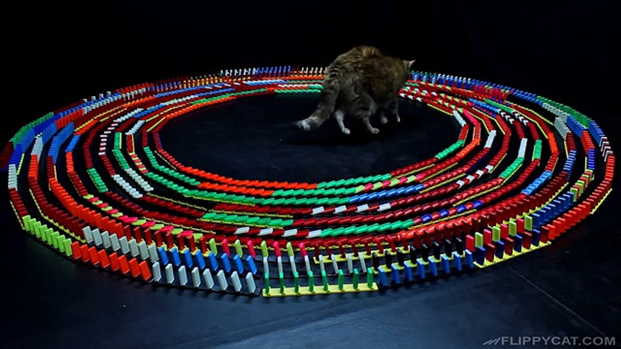 Best Cat Toy Ever!