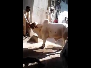 OMG!!! Boy got somersault by a Cow
