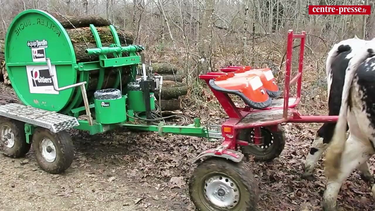 Poitiers. Débardage avec des bœufs dans les Bois de Saint-Pierre