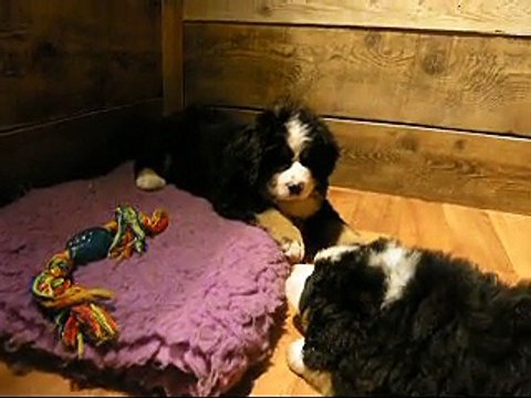 17FEV mâle rouge et femelle rose