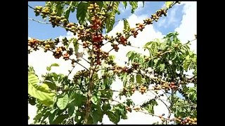 Falta de chuva prejudica formação dos grãos do café conilon no ES