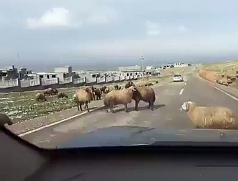 Funny Sheep vs Toyota Car - Баран напал на машину Toyota Camry