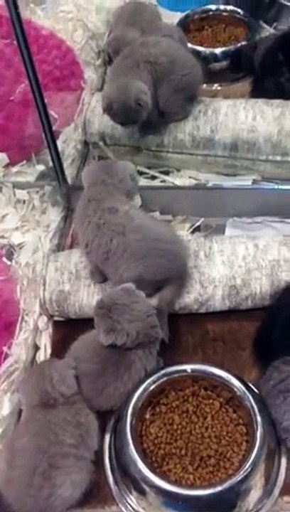 www.yavrukediilani.com yavru kedil,satılık kedi