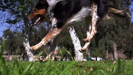 Köpekteki hareketlere bak