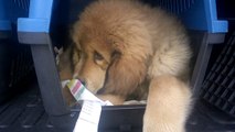 yavru satılık Tibetan Mastiff yavruları 05352718449