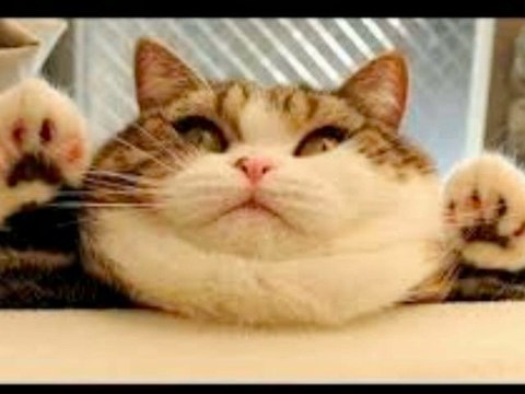 Ty Long No Website $250 Program system review | BOOM $250 Intant Ty Long No Website Paypal Payments