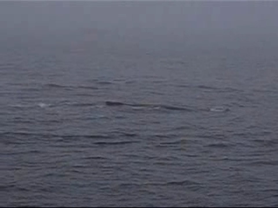 Baleine à bosse dans le Saint-Laurent