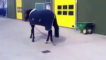 Determined Little Dog Takes Horse for a Walk