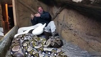 Python attacks, guy laughs