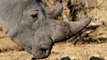 Counting the Cost -  The fight against wildlife poaching