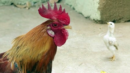 New Mentos Ad - Angry Chicken Dad FarakPadega