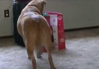 Curious Pooch Wants to Know What's in the Bag