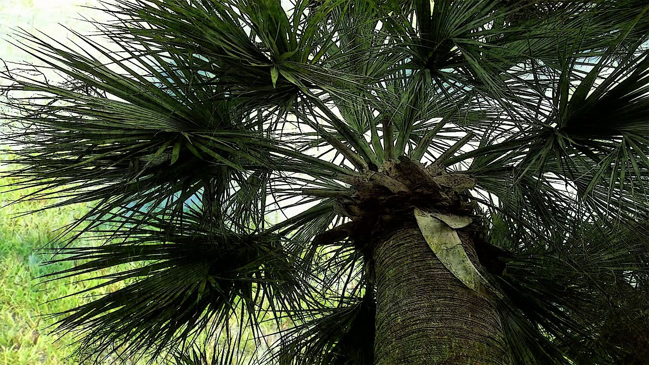 Relax relaxing nature sounds THE MOST RELAXING SOUNDS [HD ] Sounds to fall asleep to smooth rain