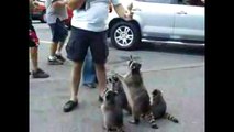 Raccoon begging food in city for FAIL Compilation 2013 [HD ] ЛУЧШИЕ ПРИКОЛЫ 2013 FUNNY ACCIDENTS