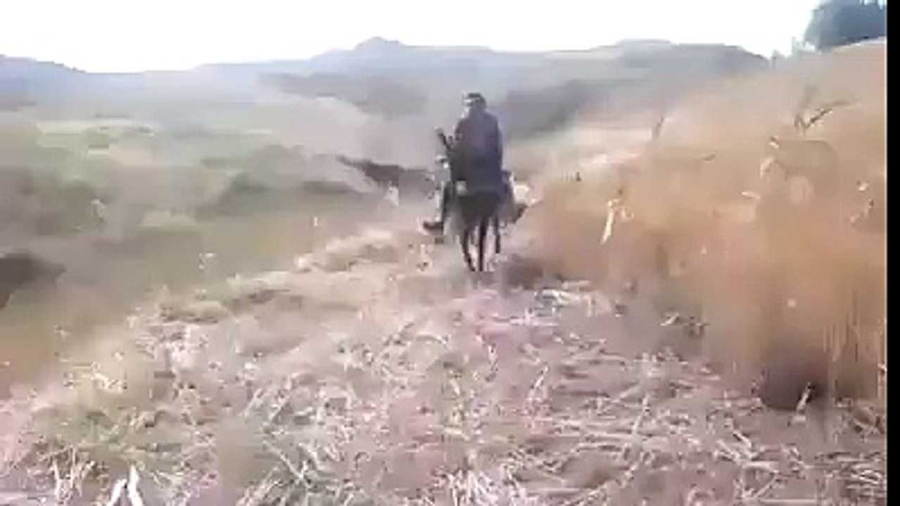 Very Funny donkey riding