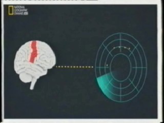 Cerebro: Vision y somatopercepcion
