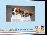 Ways to Manage Wellness of Pets
