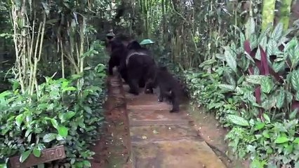 Touched by a Wild Mountain Gorilla (Non HD version)