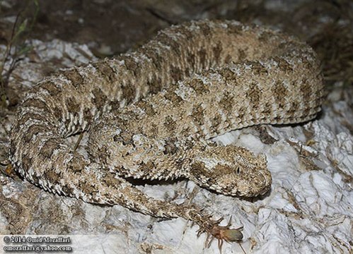 La vipère araignée