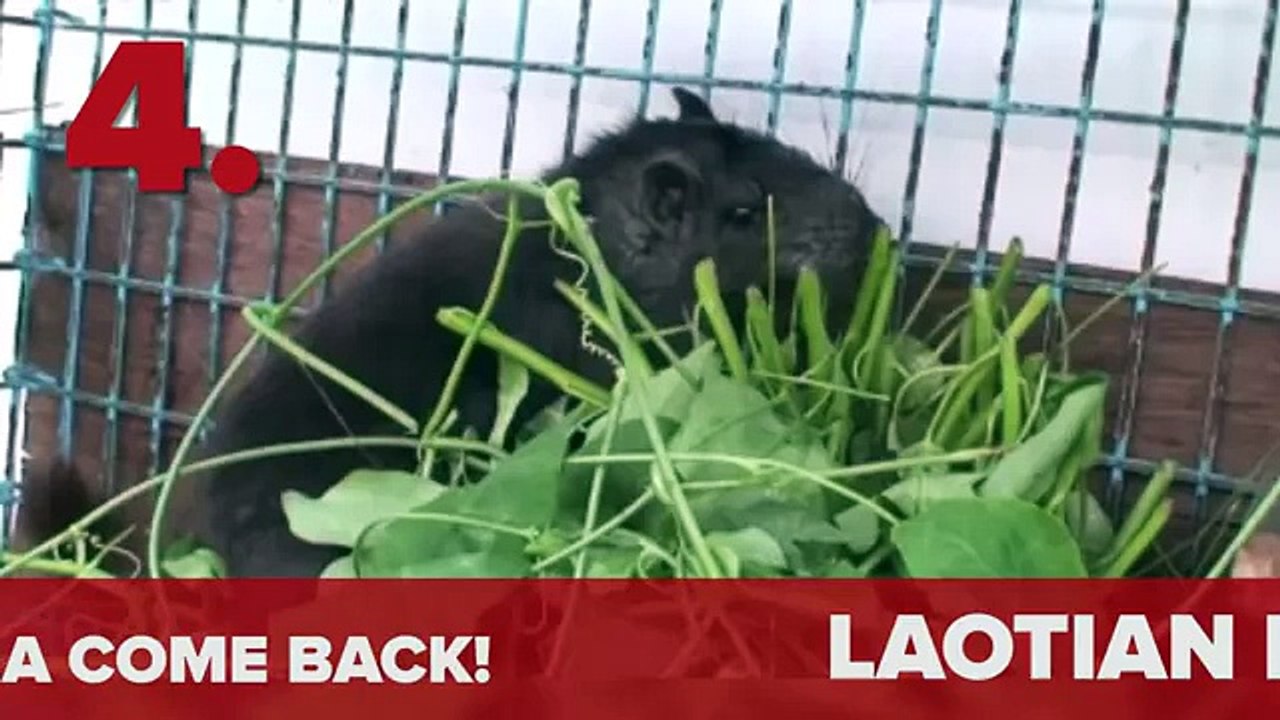 7 Extinct Animals That Were Rediscovered