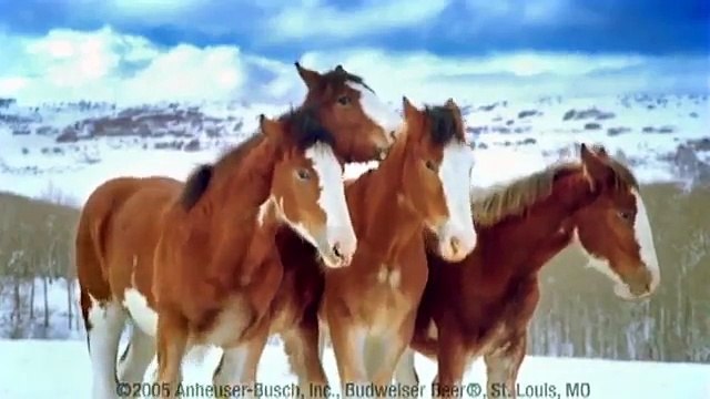 Regardez la réaction des chevaux quand il lance des boules de neige.