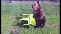 trained bear