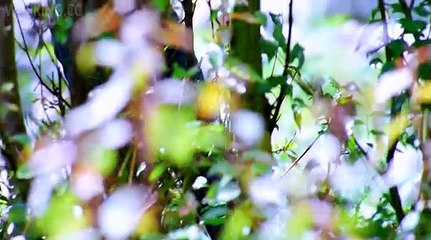 Tera Mera Pyaar Video Song (Action Replayy) Full HD