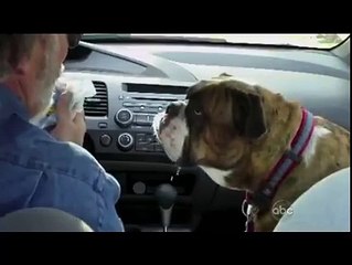 Köpeğe Arabada Yapılan İşkence