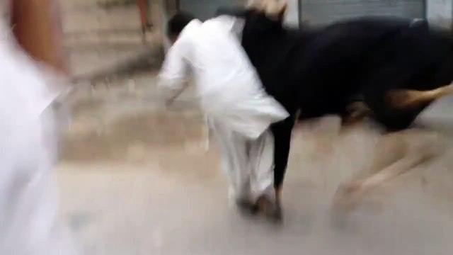Cow Qurbani Eid ul Azha (Adha) 2014 Must Watch!!!