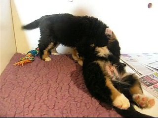 16fév Lily Rose et le mâle rouge