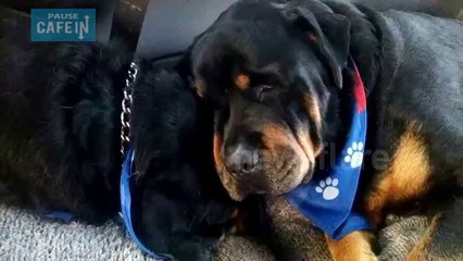 Ce chien va vraiment vous toucher, découvrez pourquoi il pleure...