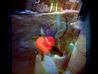 لست قلبى - عبدالحليم حافظ