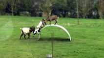 Funny videos animal 2015 - Goats entertainment, Play funny