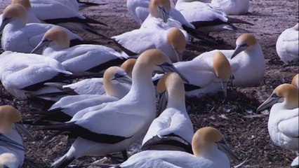 Daily motion video test